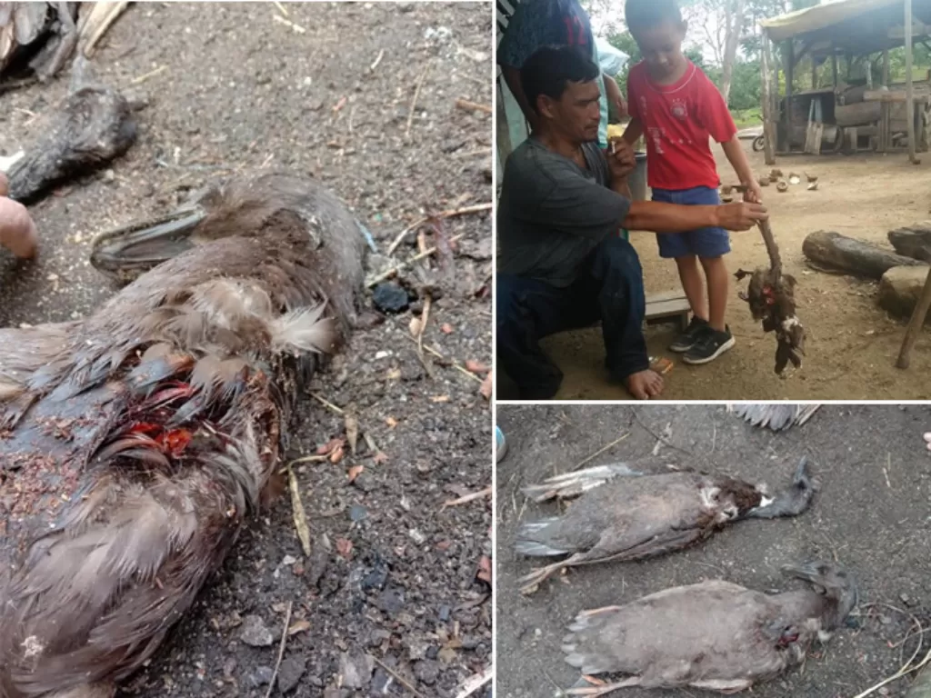 Hewan ternak warga mati secara misterius di Tapanuli Utara, Sumatera Utara. (Istimewa)