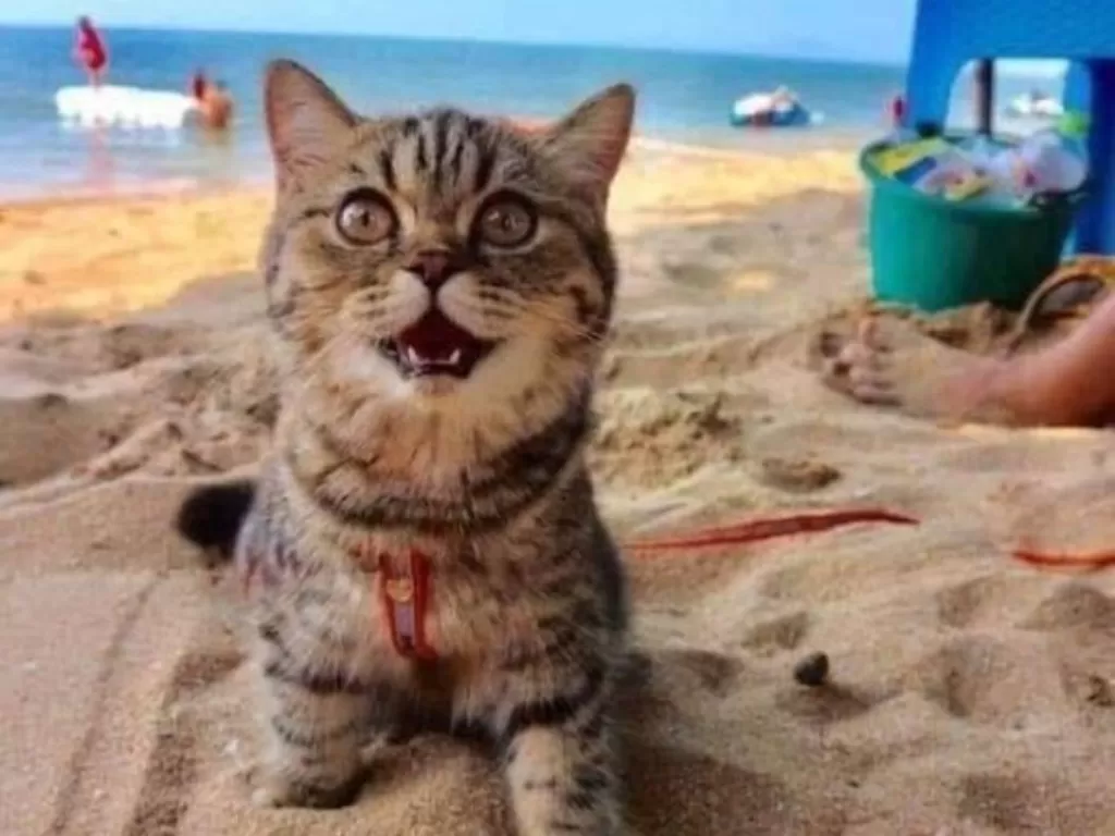 Seekor kucing perdana main ke pantai. (Facebook/Travel Secret Club)