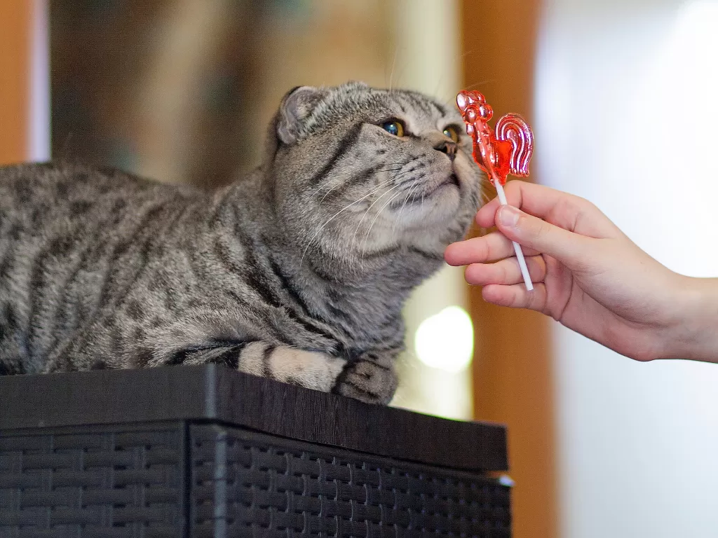 Ilustrasi kucing dan makanan manis. (Flickr/Anton petukhov)