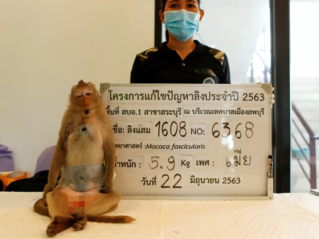 Personil Departemen Taman Nasional mengambil gambar identifikasi monyet sebelum prosedur sterilisasi karena peningkatan populasi kera di daerah perkotaan dan tempat-tempat wisata kota Lopburi. (photo/REUTERS/Jorge Silva)