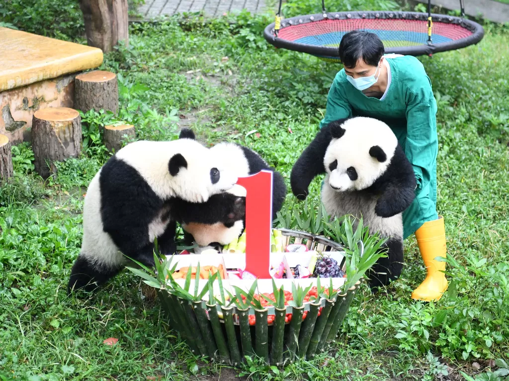 Seorang staf menggendong seekor panda raksasa mendekati sebuah kue ulang tahun di Kebun Binatang Chongqing di Kota Chongqing, Tiongkok barat daya, pada 23 Juni 2020. (Xinhua/Tang Yi)