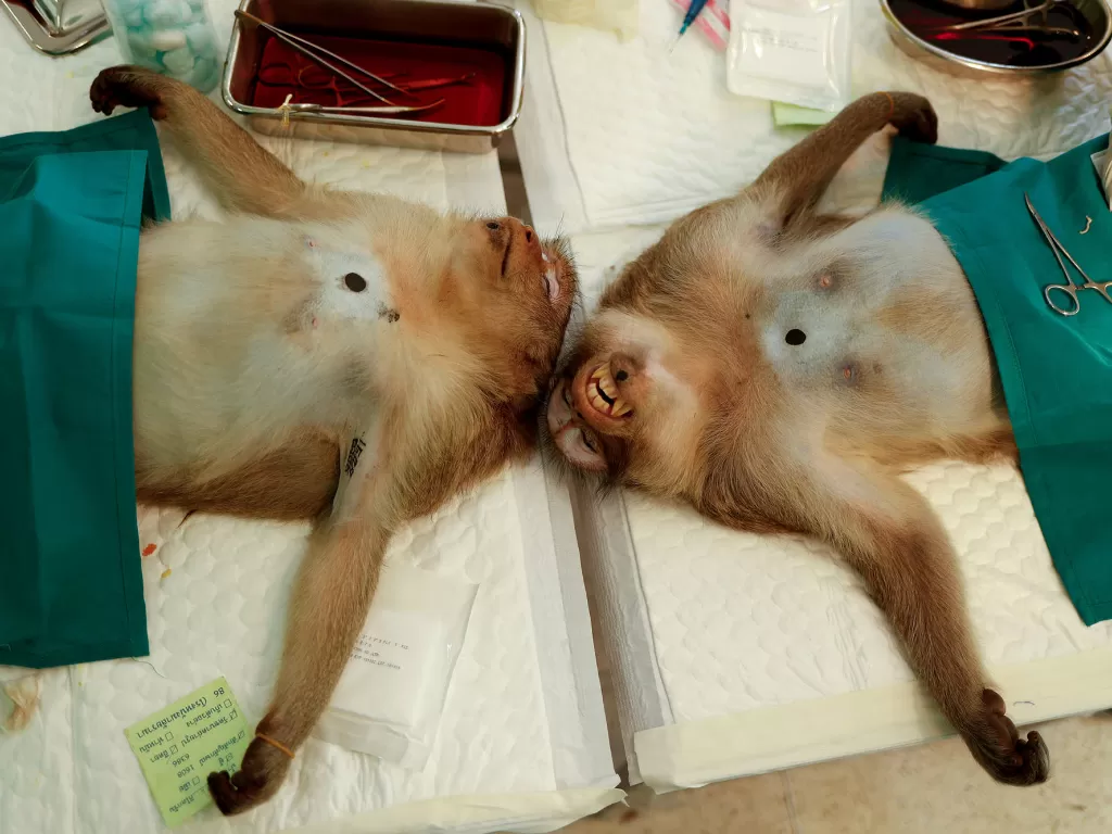 Dokter hewan dari Departemen Taman Nasional melakukan prosedur sterilisasi pada kera, di Thailand, 22 Juni 2020. (REUTERS/Jorge Silva)