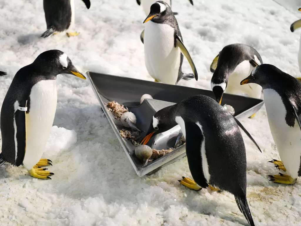 Sejumlah penguin menyantap 