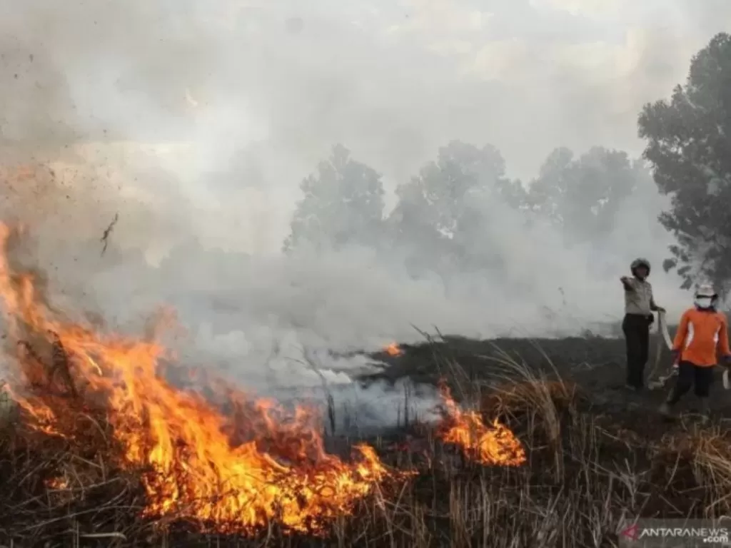 Kebakaran hutan dan lahan di Riau (ANTARA FOTO/Rony Muharrman)