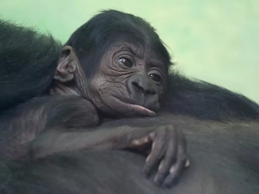 Seekor bayi gorila yang baru lahir terlihat dengan induknya Mambele di kebun binatang Antwerp, Belgia, Kamis (25/6/2020). (REUTERS/Yves Herman)