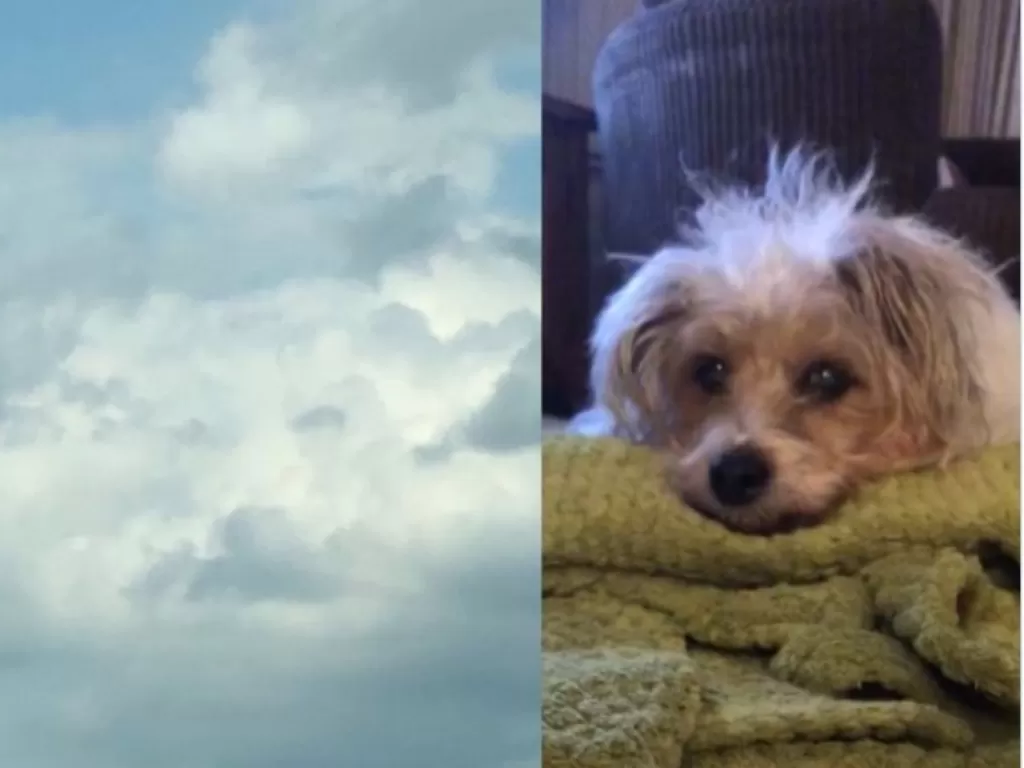 Awan mirip wajah anjing. (Twitter/@LLedgeway)
