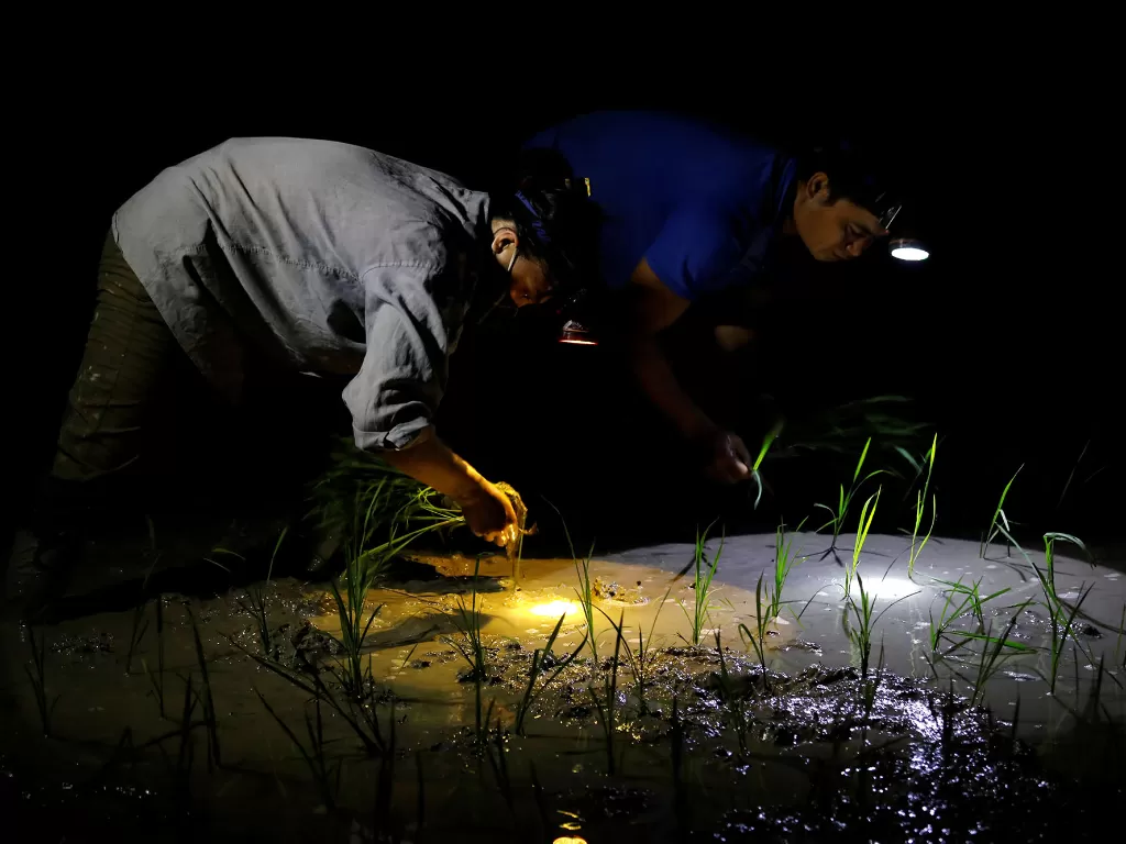 Petani menanam padi di sawah pada malam hari untuk menghindari panas di Hanoi, Vietnam 25 Juni 2020. (REUTERS/Kham)