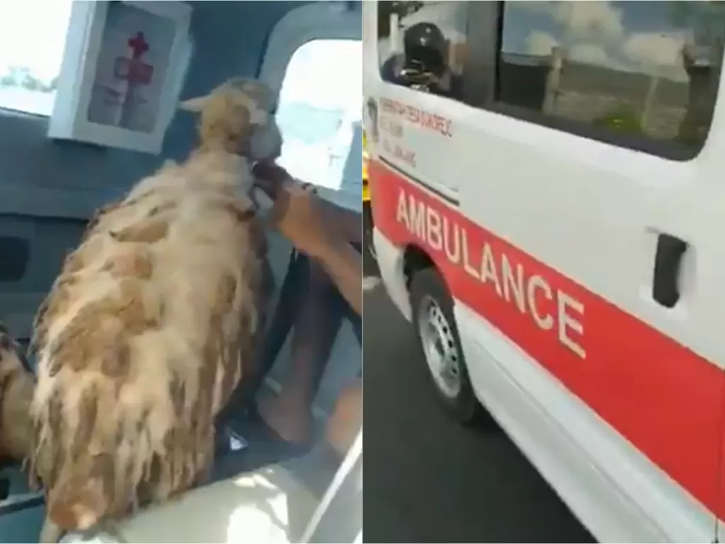Ambulans angkut kambing (Twitter/@MasluchiM)