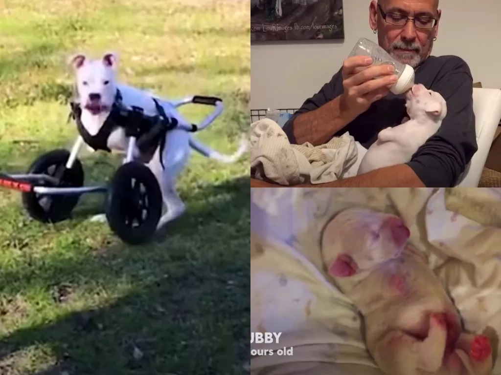 Yuk Kenalan dengan Nubby, Anjing Ceria Tanpa Dua Kaki Depan - Indozone  Health