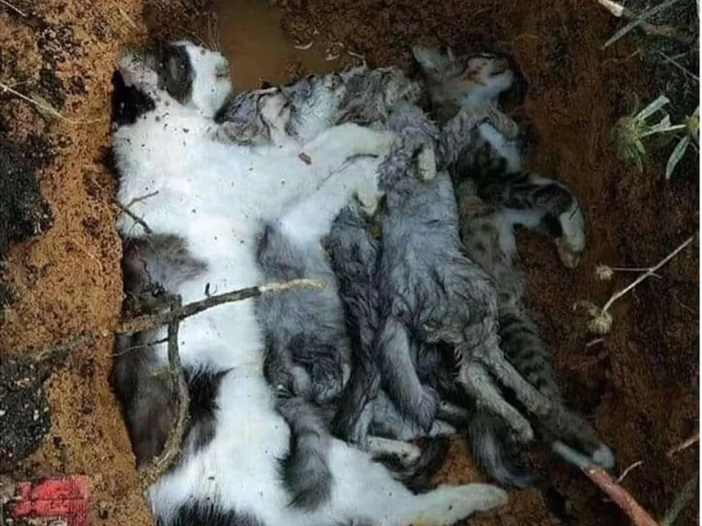 Induk kucing dan empat anaknya mati diduga diracun. (Foto: Istimewa)