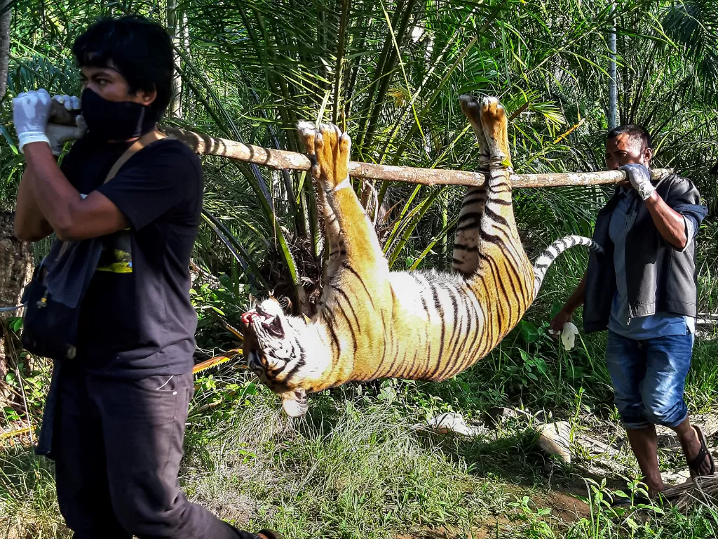 Petugas menggotong bangkai harimau Sumatera (Panthera tigris sumatrae) yang ditemukan mati di kawasan perkebunan masyarakat di Kecamatan Trumon, Kabupaten Aceh Selatan, Aceh, Senin (29/6/2020). (ANTARA FOTO/Hafizdhah)