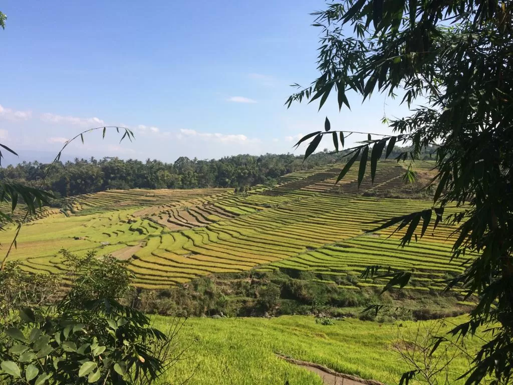 Pemandangan sawah bertingkat di Desa Geneng, Kecamatan Bulukerto, Wonogiri, yang mirip seperti di Bali. (Foto: Indozone.id/Abul Muamar)