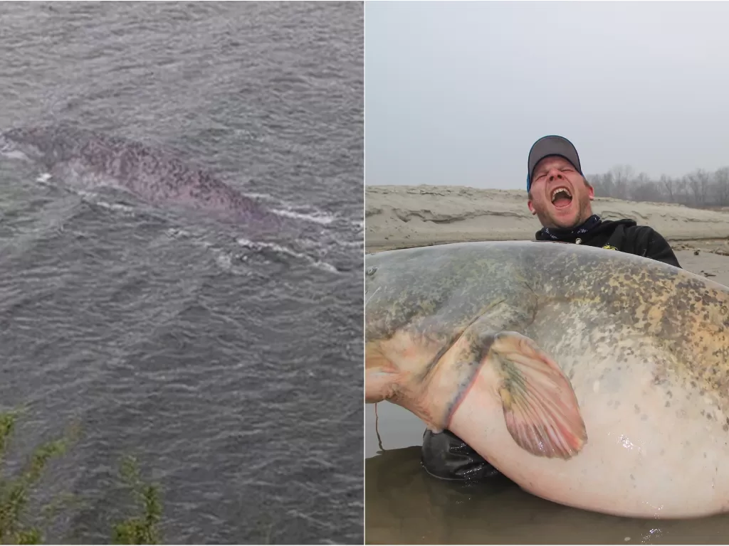 Kiri: Potret ikan di danau Loch Ness, Skotlandia. (Science Alert) /  Kanan: Ikan lele besar (Twitter/@angling_times)