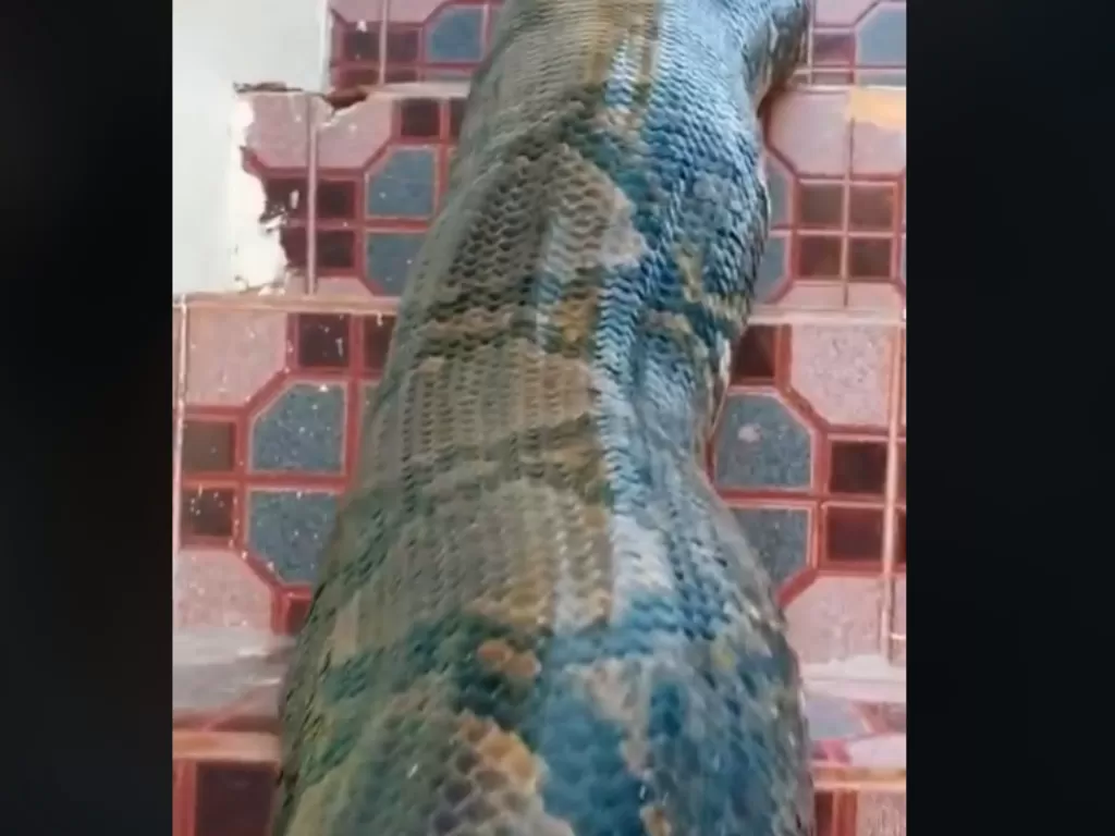 Viral video ular raksasa dipelihara oleh bocah (Tiktok)