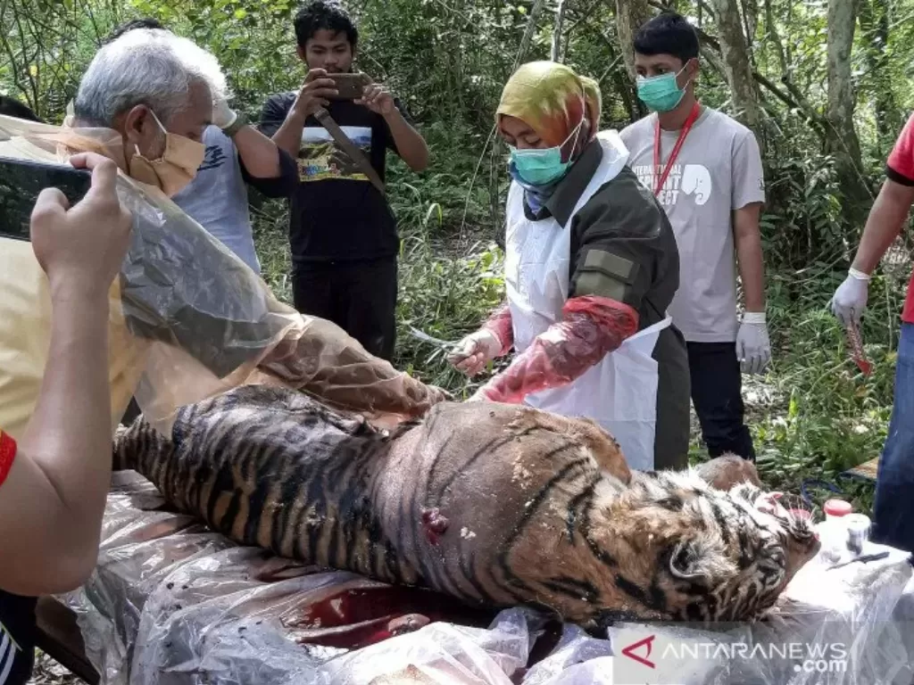 Petugas dari BKSDA Aceh melakukan nekropsi terhadap bangkai harimau sumatera yang mati di perkebunan sawit di Kabupaten Aceh Selatan. (Foto: ANTARA/Hafizdhah/Lmo/pras/pri)