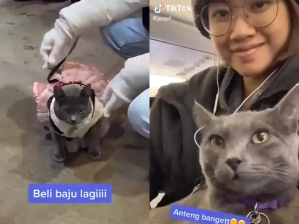 Kucing traveling dengan majikan. (Screenshot)