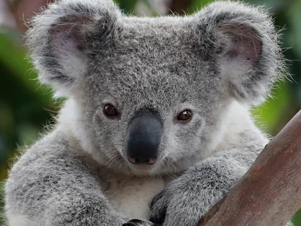 Koala. (photo/pinterest.com)