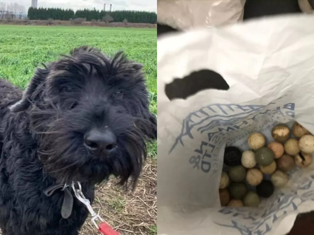 kolase anjing bernama Alfie dan puluhan bola golf yang ditemukan di perutnya.