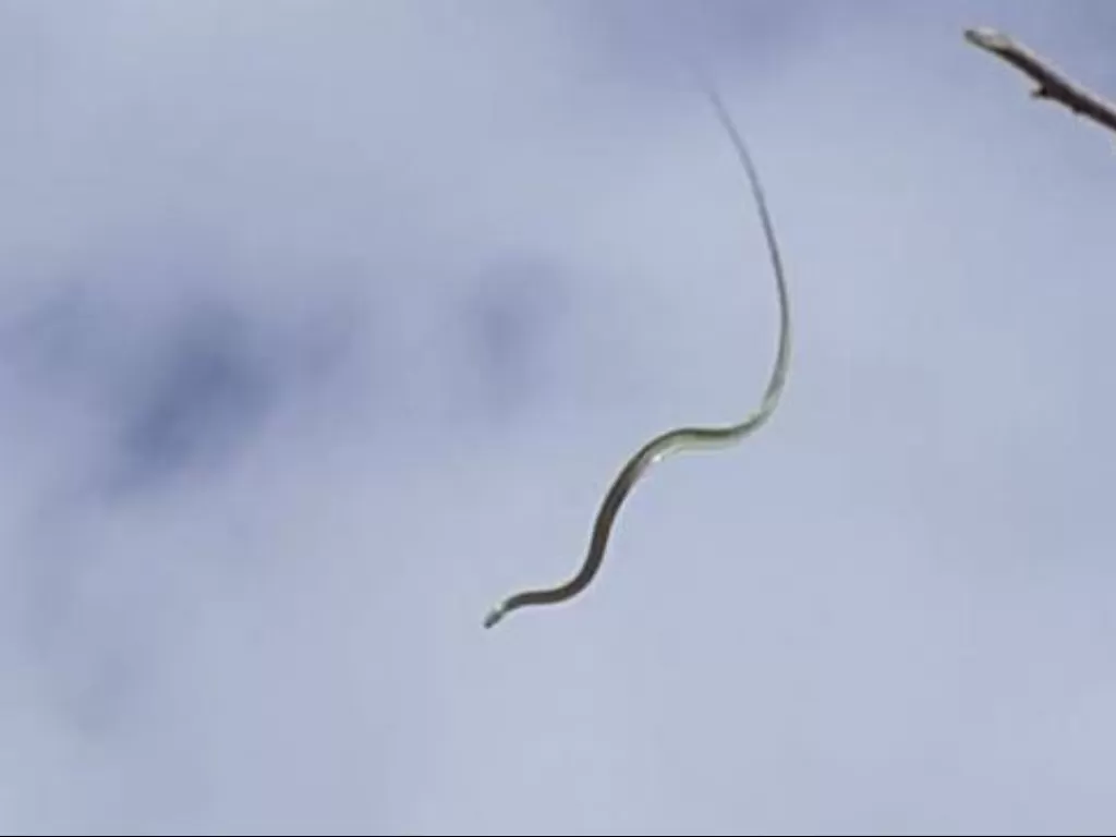 Fenomena ular terbang. (photo/YouTube/Nature Video)