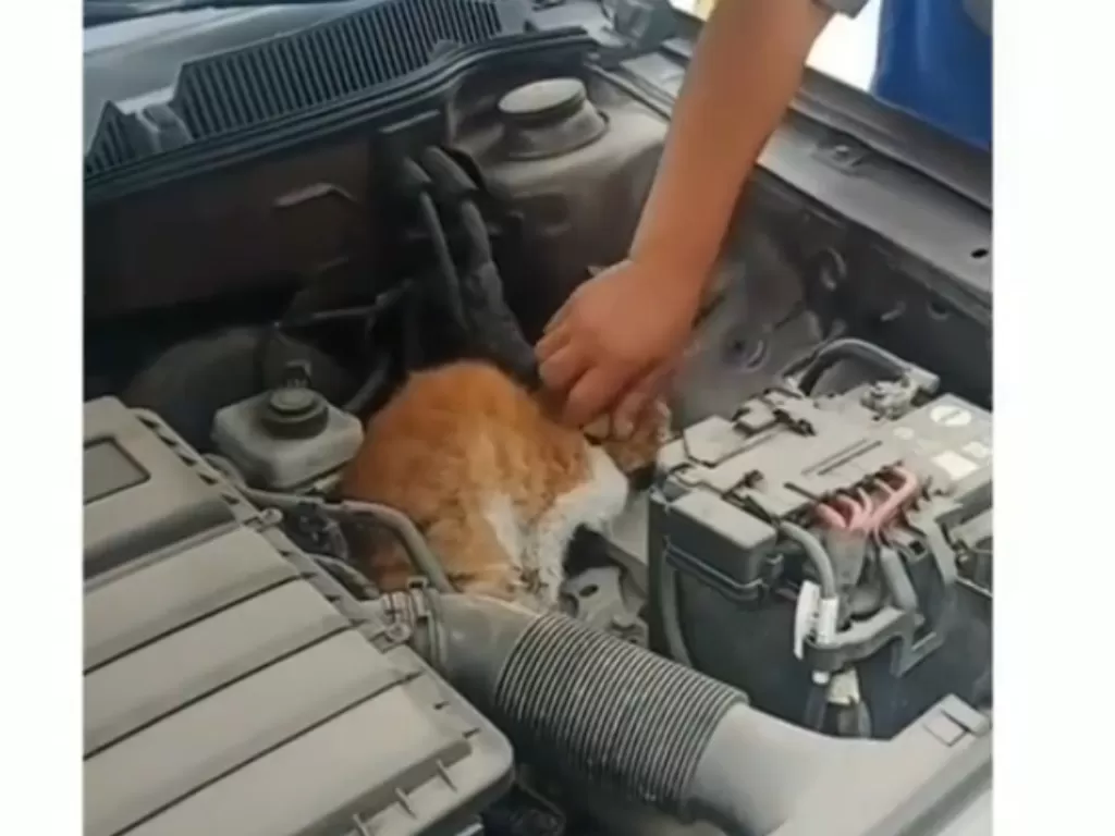 Kucing terperangkap di dalam mesin mobil (Instagram/@ndorobeeii)