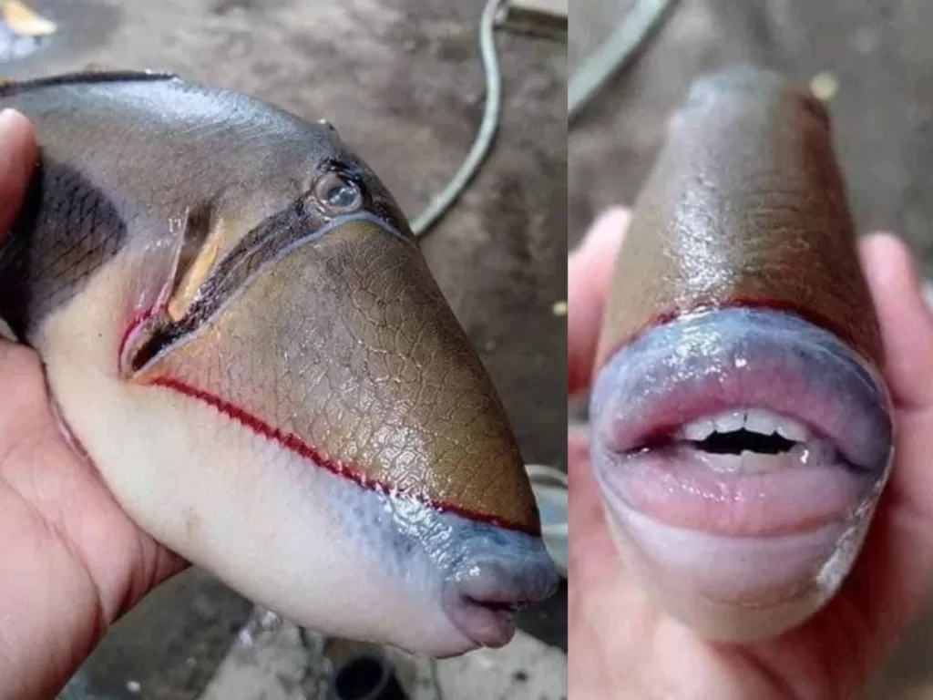 Ikan bibir seksi viral di media sosial. (Twitter/raff_nasir)