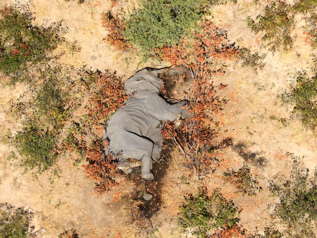 Gajah mati di Botswana utara. (REUTERS)