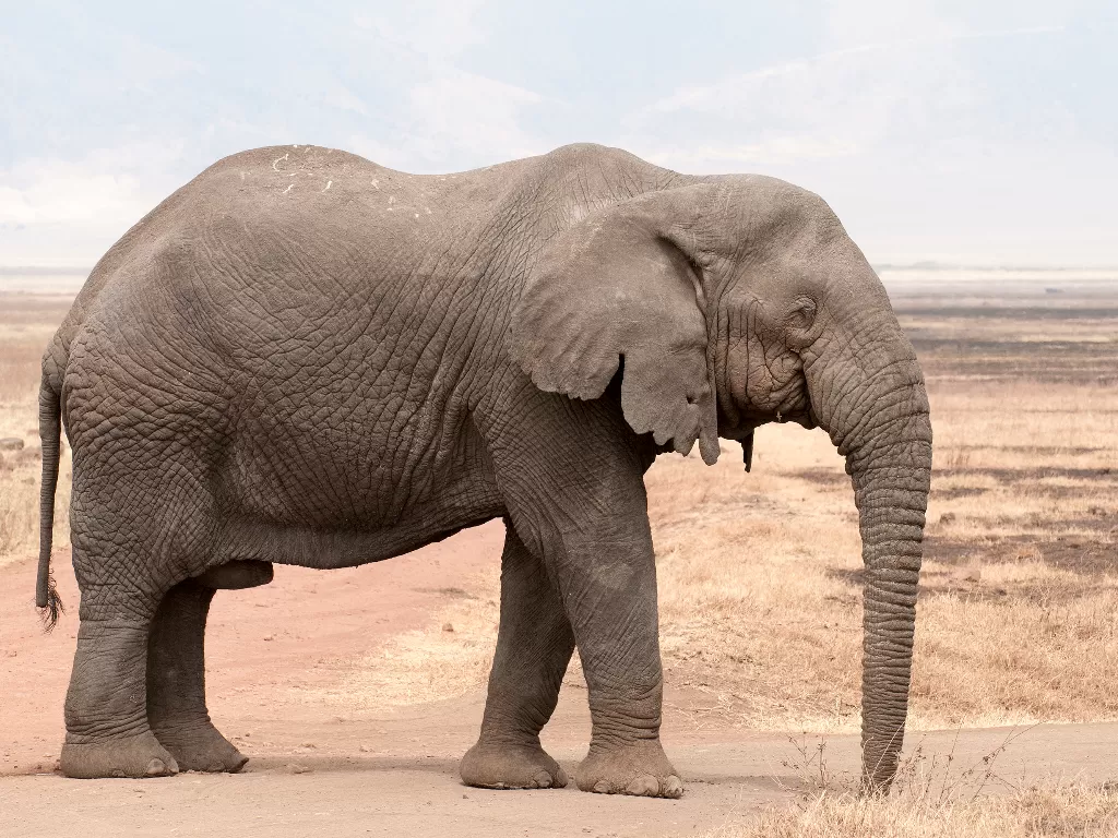 Ilustrasi gajah Afrika. (id.wikipedia.org)