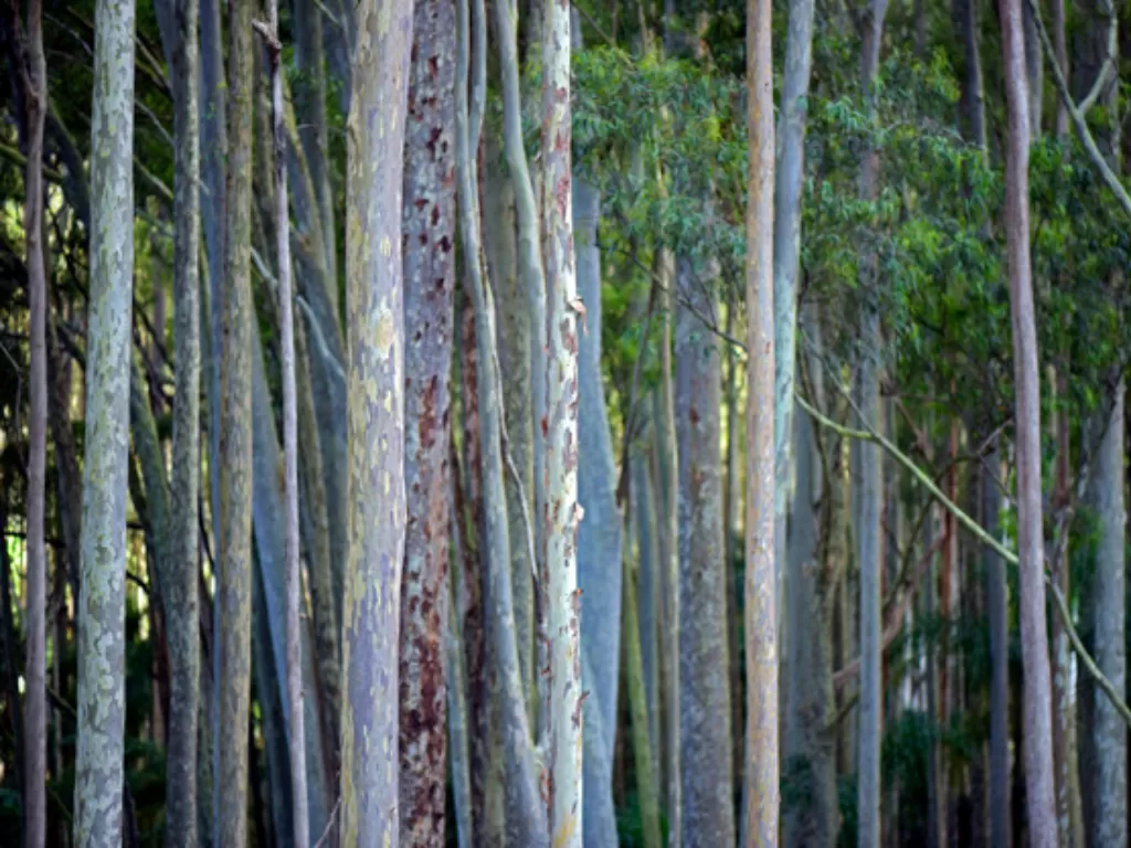 Batang eucalyptus pohon kayu putih.(freepik)