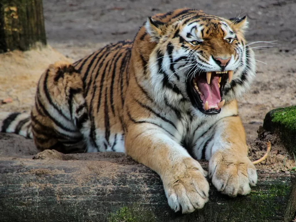 Ilustrasi harimau. (pixabay/Hans Braxmeier)