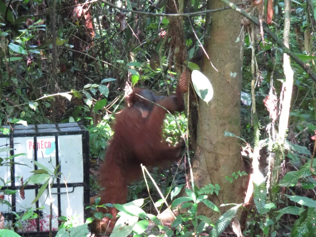 Orangutan Sumatera bernama Maria saat dilepasliarkan ke kawasan Taman Nasional Gunung Leuser, Sabtu (4/7/2020). (Foto: BBKSDA Sumut)