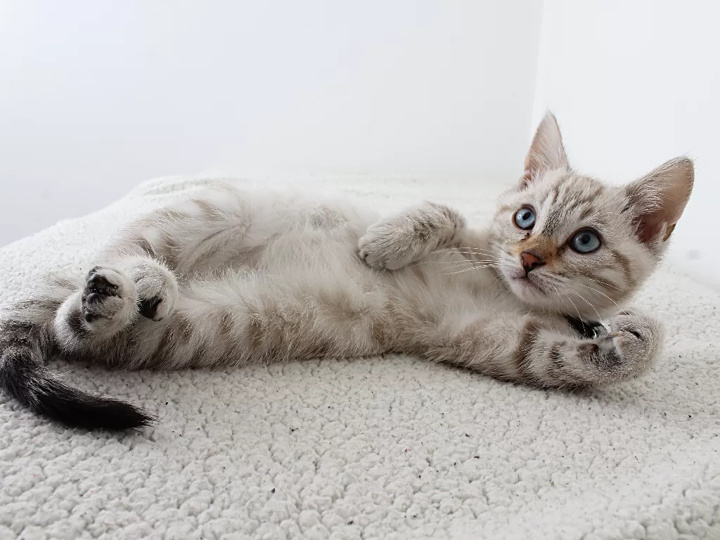 Ilustrasi bulu kucing rontok (Pexels/Anel Rossouw)
