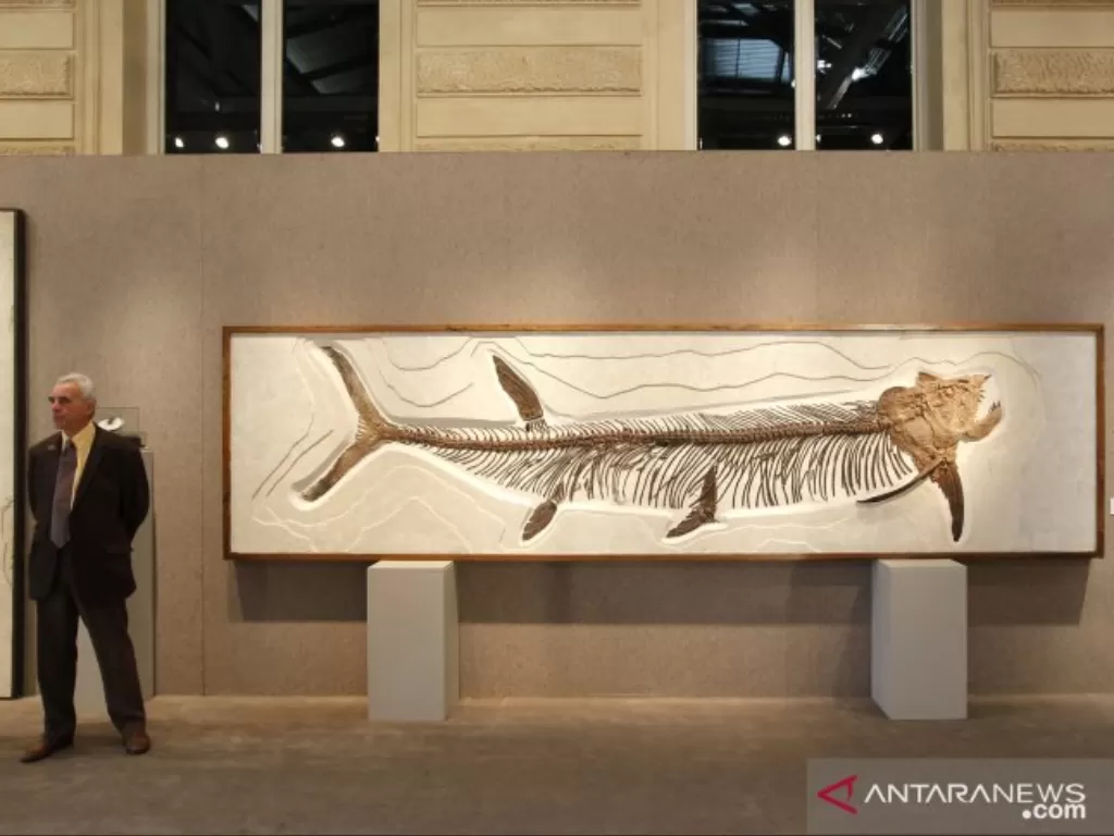 Fosil ikan raksasa. (ANTARA/REUTERS/Benoit Tessier)