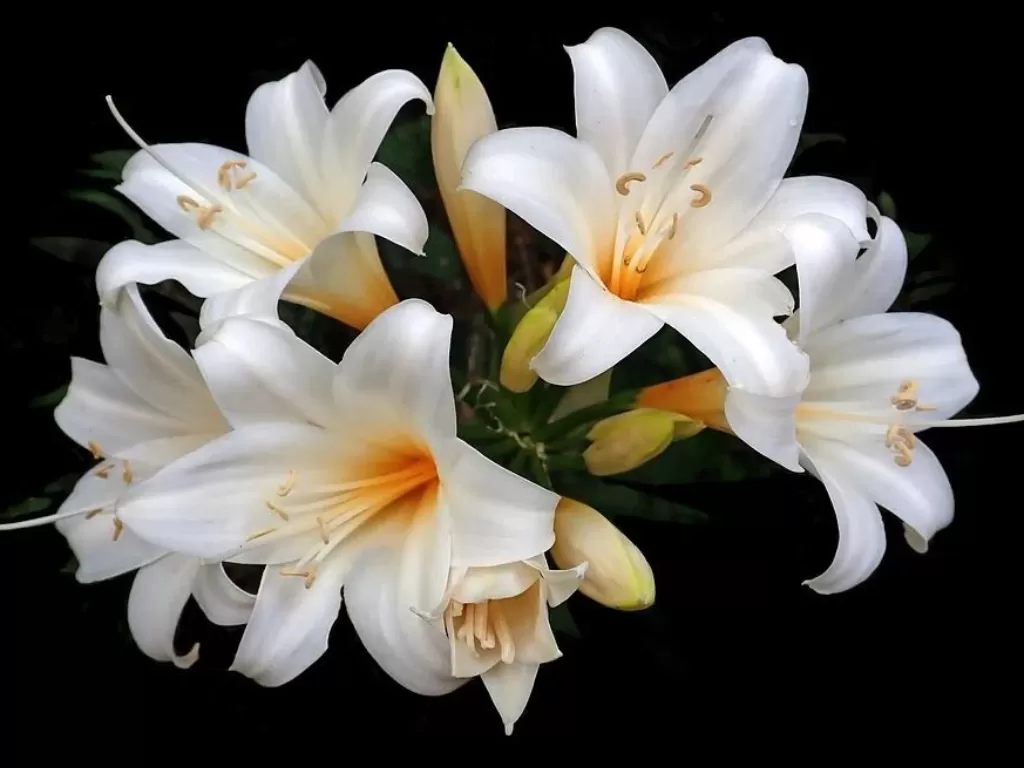Bunga Lily. (Pixabay/Buntysmum)