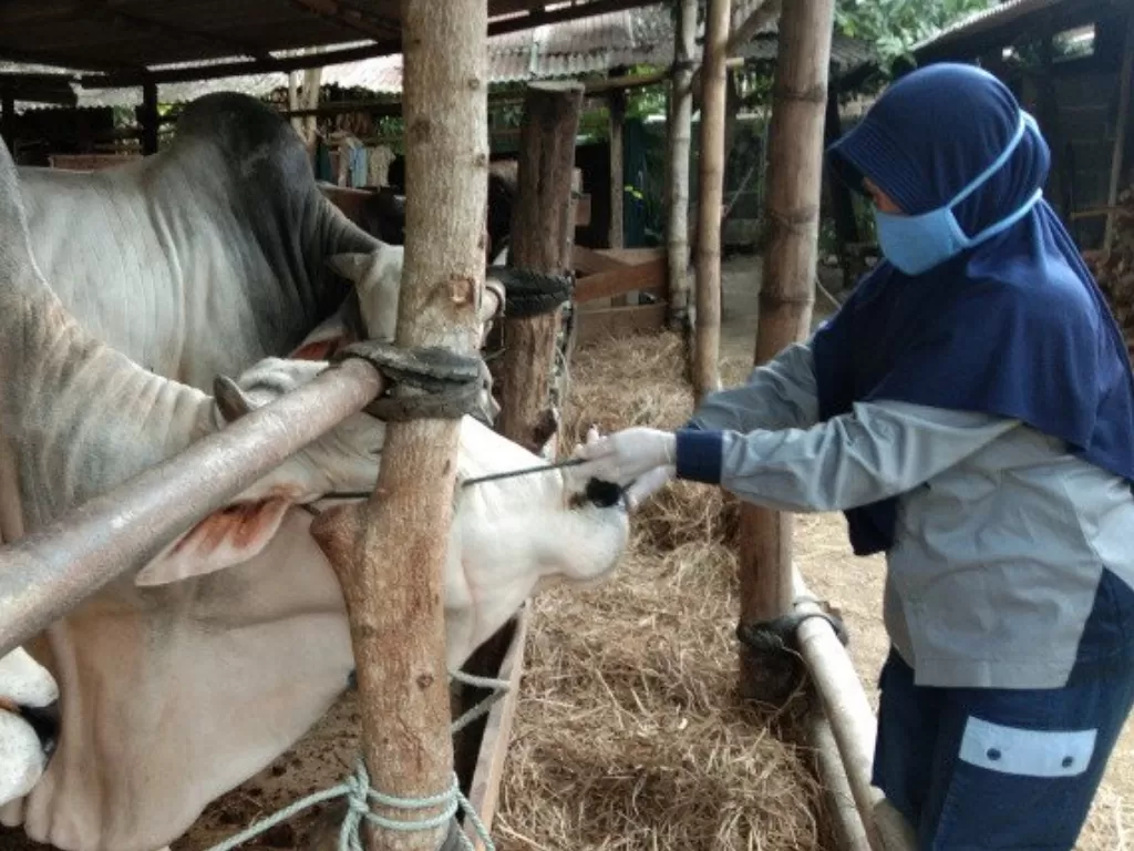 Dokter kesehatan hewan mengecek sapi untuk hewan kurban di Bantul, DIY. (Photo/ANTARA/Hery Sidik)