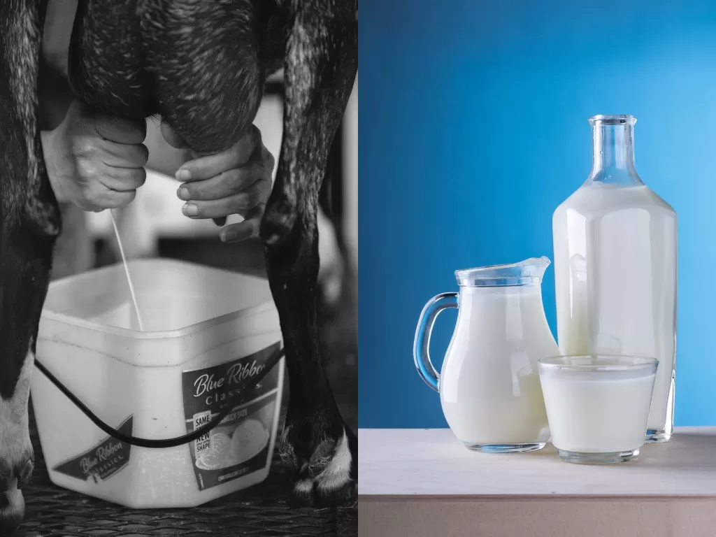 Minum susu mentah bahaya (Pexels/Benjamin Lehman/Pixabay)