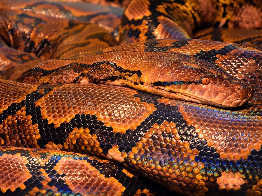 Ilustrasi ular (Pixabay/Steve001)