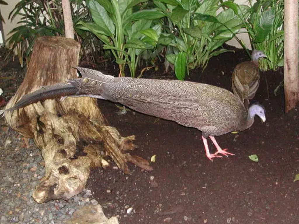 Burung Kuau raja atau great argus. (animaldiversity.org)
