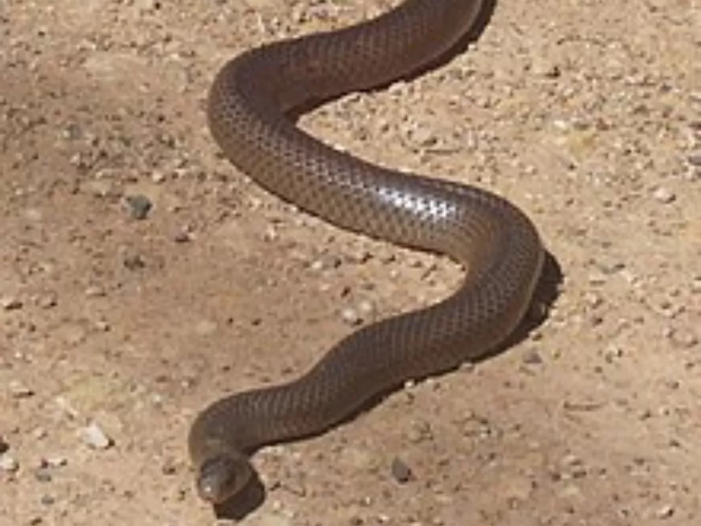 Australian Eastern Brown Snake. (wikipedia.org)