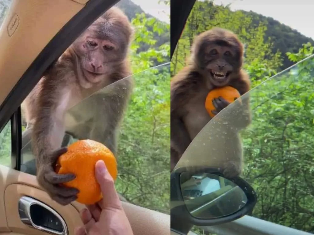 Monyet senyum setelah diberi jeruk. (Foto: Istimewa)