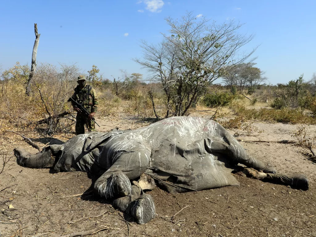 Seorang anggota Unit Pertahanan Anti Perburuan Nasional Botswana berdiri di sebelah bangkai gajah yang ditemukan di dekat Seronga, di Delta Okavango, Botswana, 9 Juli 2020. (REUTERS/Thalefang Charles)