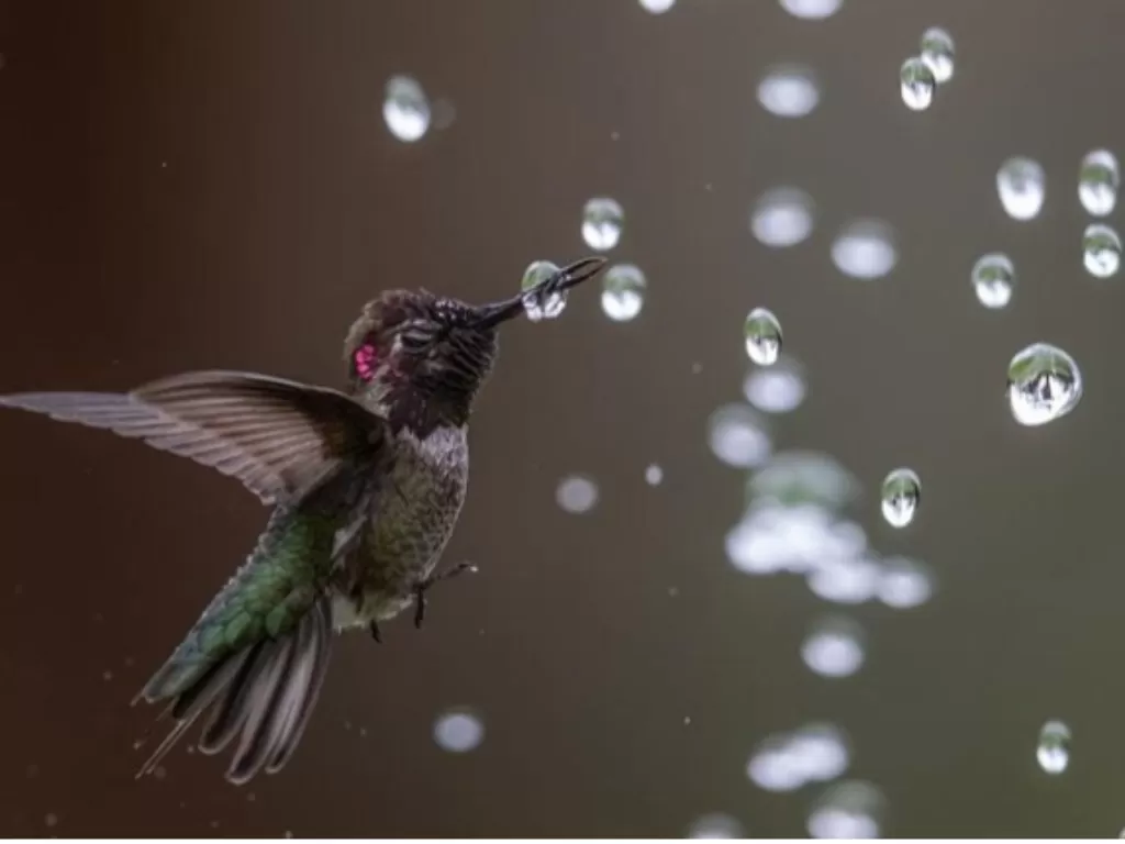 Pemenang kategori spesial pemula di Audubon Photography Awards 2020 (Audubon Photography Awards/CNN)