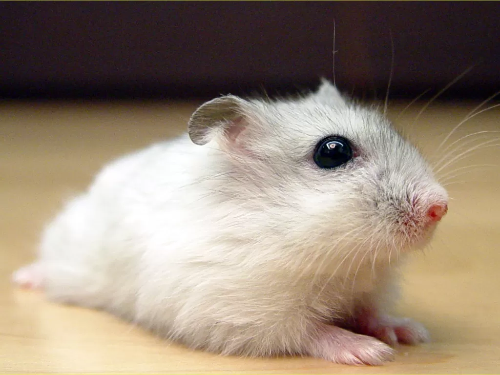 Hamster, salah satu sub spesies hewan yang terancam punah di dunia. (id.wikipedia.org)