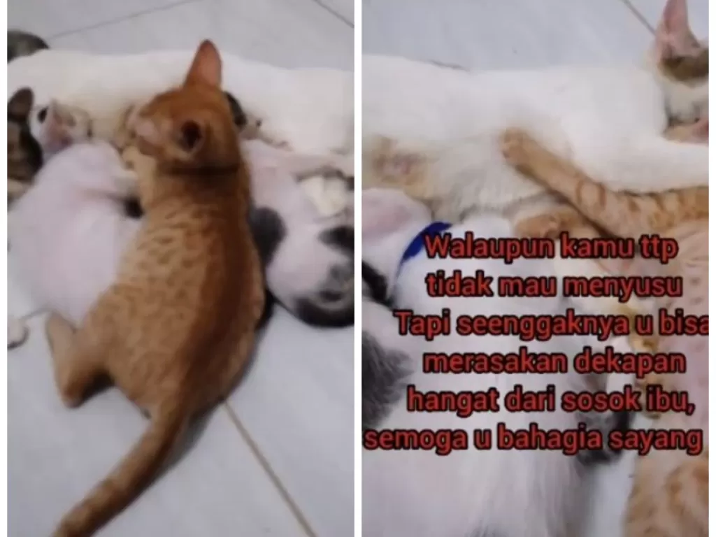 Drama anak kucing sebatang kara cari kasih sayang induk kucing lain. (TikTok/@litamfaridah93)