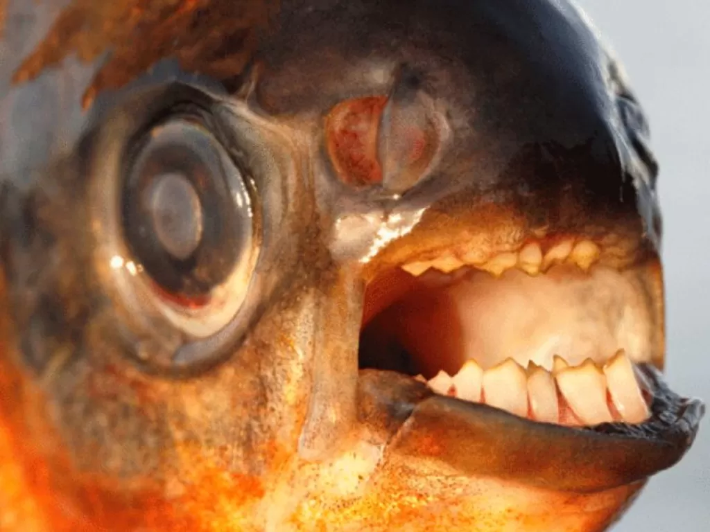 Ikan pacu dengan gigi mirip seperti gigi manusia. (latimes.com/Henrik Carl)