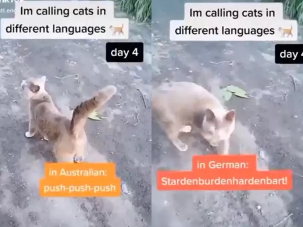 Kucing menoleh saat dipanggil dengan bahasa Jerman. (Screenshot)