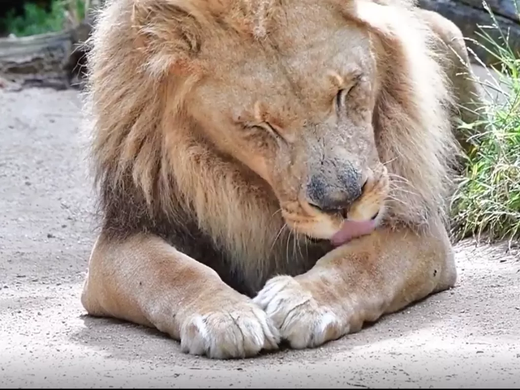 Seekor singa jantan sedang menjilati tubuhnya untuk mandi. (Screenshoot/Instagram/@lazoo)