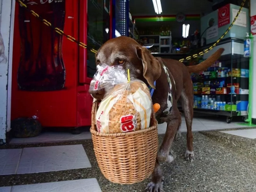 Eros, anjing pintar pengantar barang belanjaan. (AP Photo)