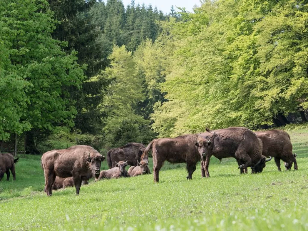 Kawanan bison. (photo/CNN)
