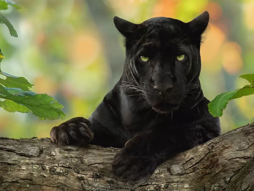 Black Panther. (photo/Instagram/@shaazjung)