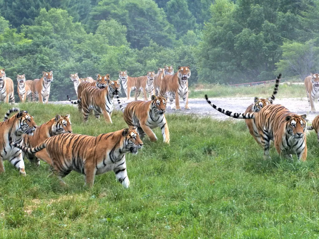 Sejumlah harimau Siberia di Taman Harimau Siberia Hengdaohezi di Kota Hailin, Provinsi Heilongjiang, Tiongkok timur laut, 17 Juli 2020. (Xinhua/Zhang Chunxiang)